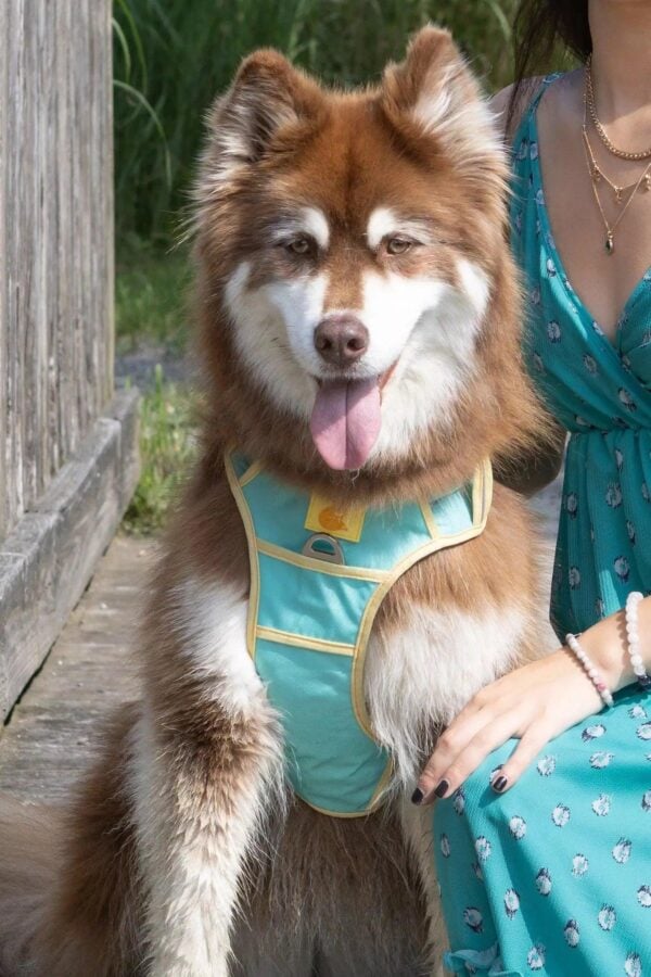 Island Vibes Ultimate Dog Harness - Image 3
