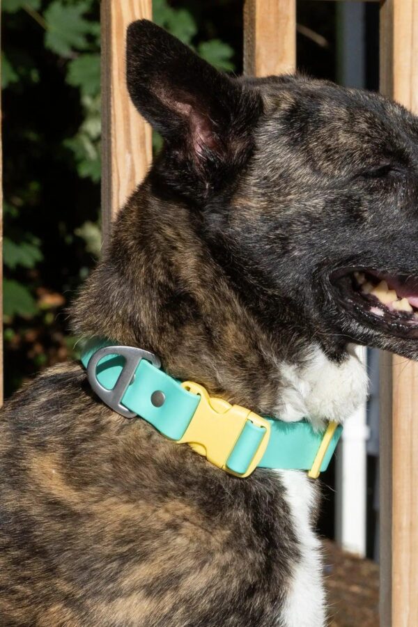 Island Vibes Waterproof Dog Collar - Image 2