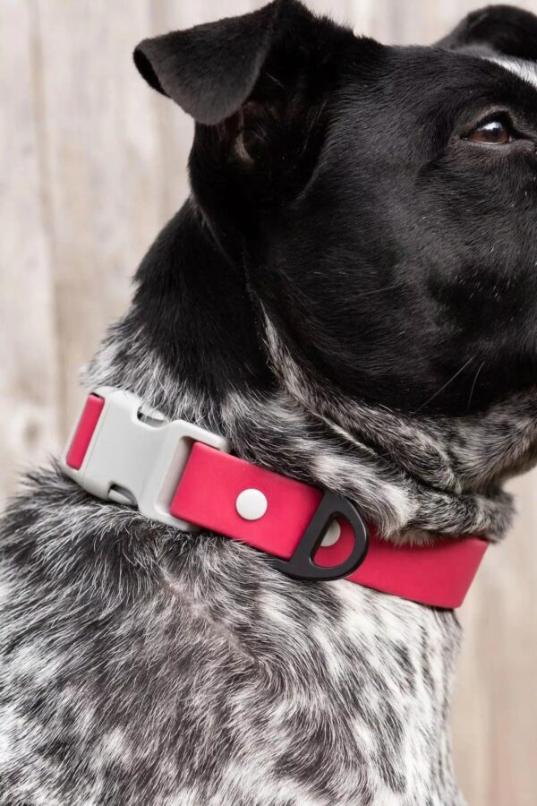 Red Mountain Syrah Waterproof Dog Collar - Image 2