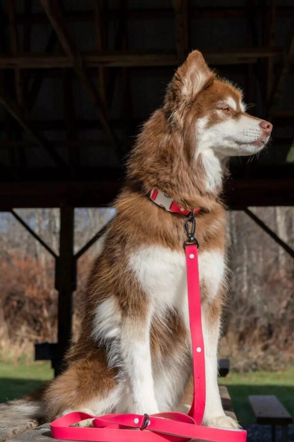Red Mountain Syrah Waterproof Dog Collar - Image 3