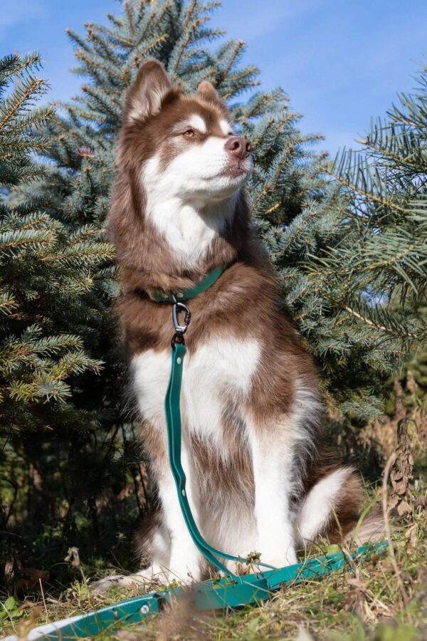 Siberian Spruce Waterproof Dog Collar - Image 3
