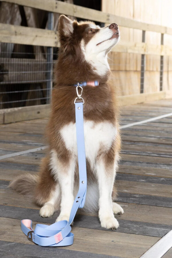 Blue Sky Orchid Waterproof Dog Collar - Image 3
