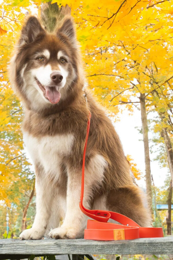 Scarlet Peaks Waterproof Dog Collar - Image 5