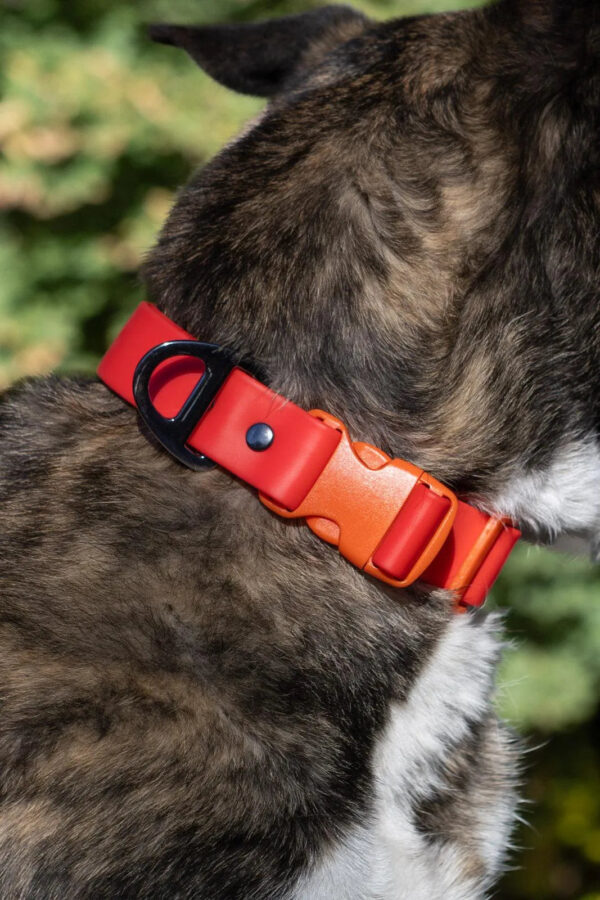 Scarlet Peaks Waterproof Dog Collar - Image 2