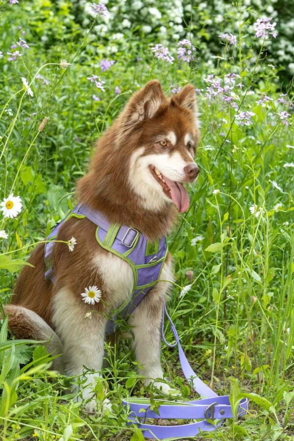 Lavender Garden Ultimate Dog Harness - Image 2