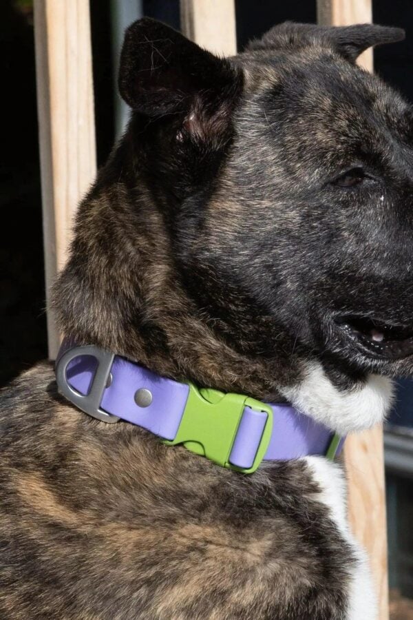 Lavender Garden Waterproof Dog Collar - Image 2