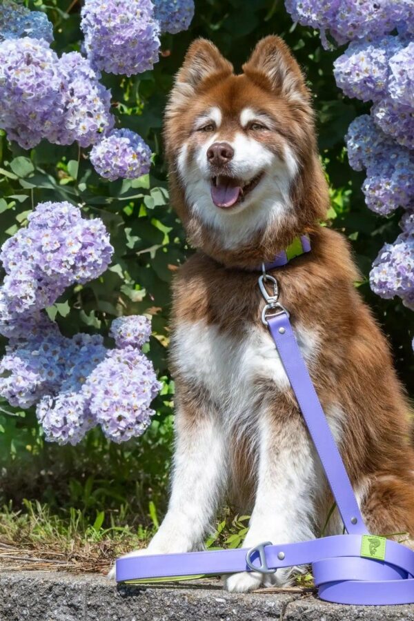 Lavender Garden Waterproof Dog Collar - Image 5