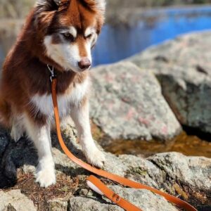 Sierra Sunrise Vegan Leather Dog Leash