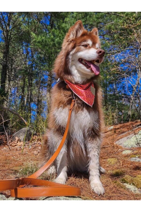Sierra Sunrise Vegan Leather Dog Leash - Image 5