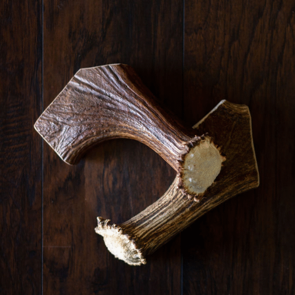 NEW!! T-Rex Moose Antler Chew