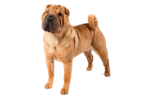 Large Elk Chew - Image 3