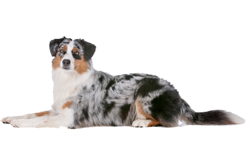 Large Elk Chew - Image 2