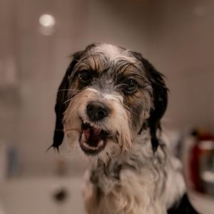 Dr. Beauregard's Pet Shampoo